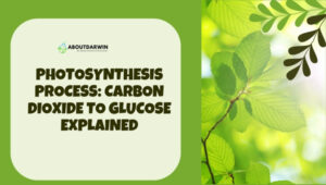 Photosynthesis Process