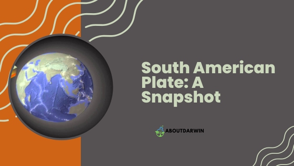 South American Plate