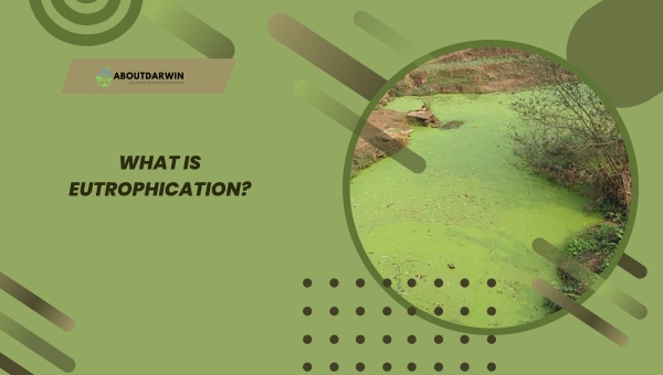 What is Eutrophication?