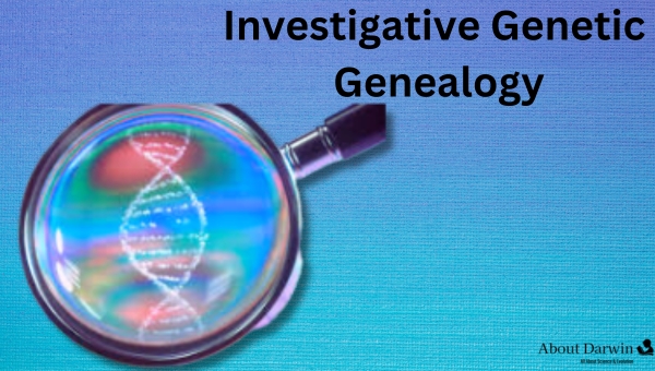Investigative Genetic Genealogy