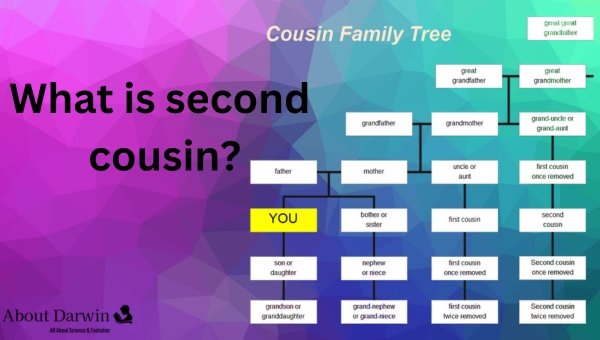What Is a Second Cousin?