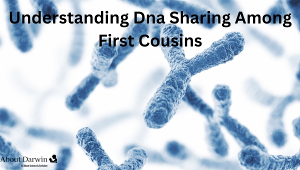 Dna Sharing Among First Cousins
