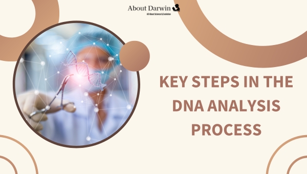 Key Steps in the MyHeritage DNA Analysis Process