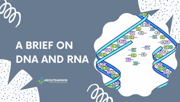Differences Between Replication and Transcription: A Brief on DNA and RNA