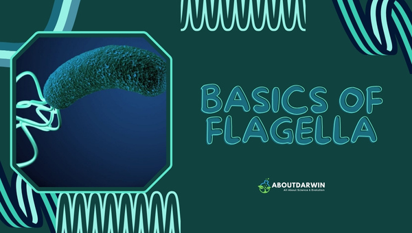 Basics of Flagella