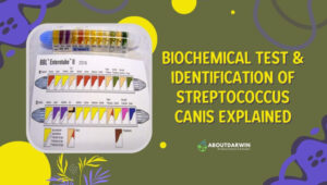 Streptococcus Canis: Biochemical Test & Identification