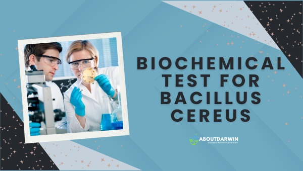 Identification and Biochemical Testing of Bacillus cereus