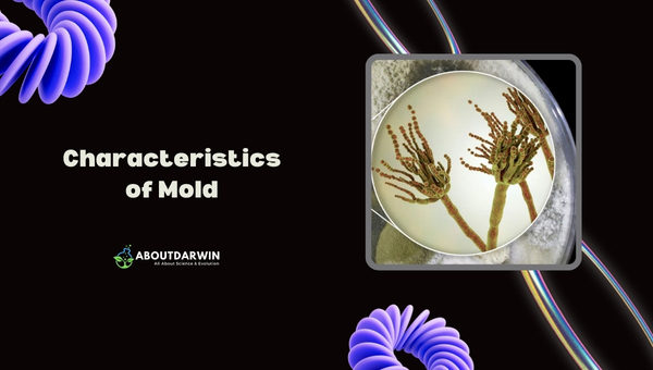 Mold and Yeast: Characteristics of Mold