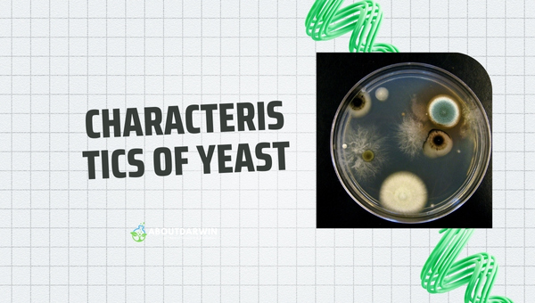 Mold and Yeast: Characteristics of Yeast