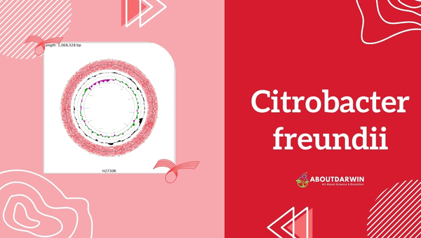 Citrobacter freundii Characteristics and Properties 