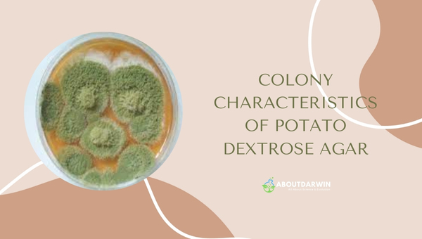 Colony Characteristics of Potato Dextrose Agar