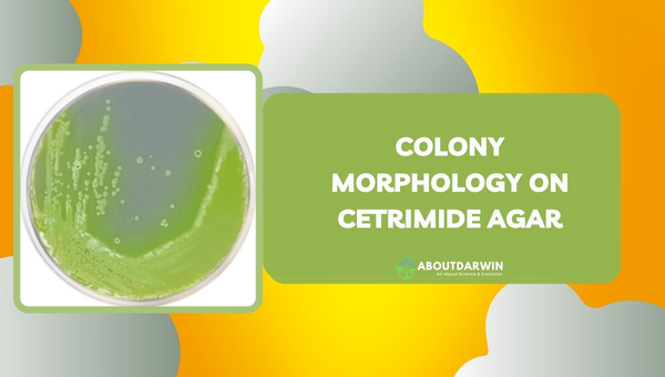 Colony Morphology on Cetrimide Agar