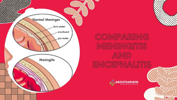 Comparing Meningitis and Encephalitis