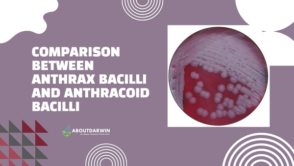 Comparison Between Anthrax Bacilli And Anthracoid Bacilli
