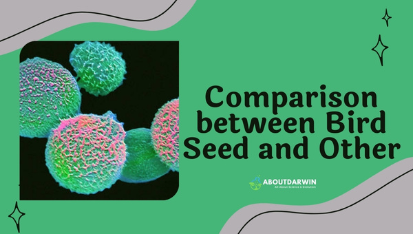 Comparison between Bird Seed and Other