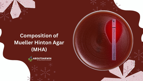 Composition of Mueller Hinton Agar (MHA)