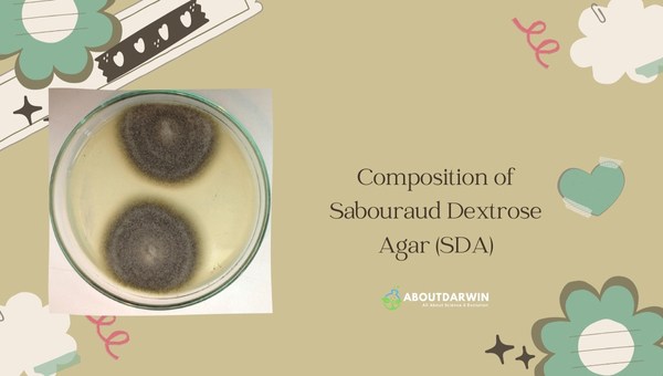 Composition of Sabouraud Dextrose Agar (SDA)