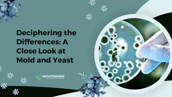 A Close Look at Mold and Yeast: Deciphering the Differences