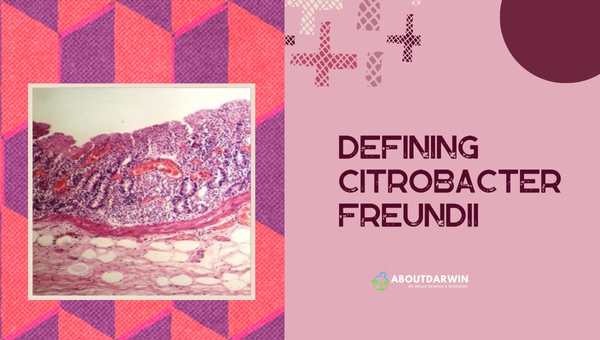 Defining Citrobacter freundii