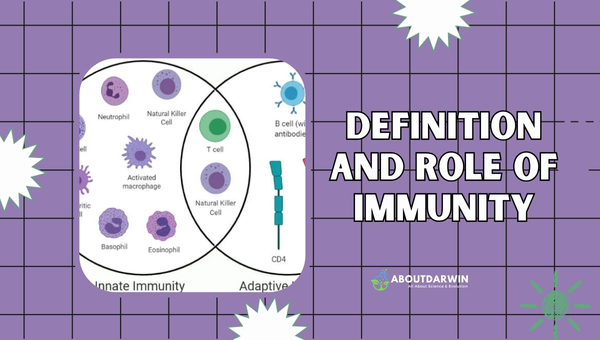 Difference of Innate and Adaptive Immunity: Definition and Role of Immunity