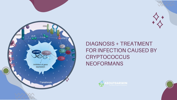 Diagnosis & Treatment for Infection Caused by Cryptococcus Neoformans