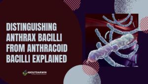 Distinguishing between Anthrax Bacilli and Anthracoid Bacilli