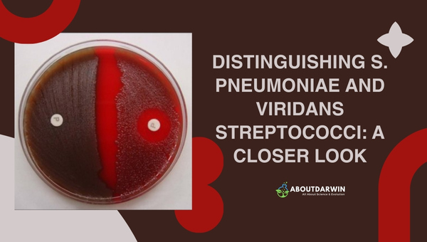 Distinguishing S. pneumoniae and Viridans Streptococci