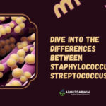 Discover the Key – Staphylococcus vs. Streptococcus