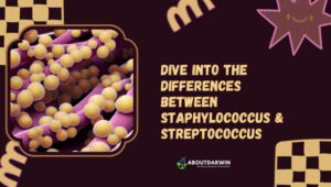 Discover the Key – Staphylococcus vs. Streptococcus