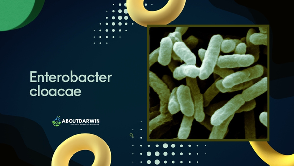 Enterobacter Cloacae Characteristics and Properties 
