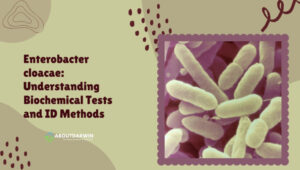 Enterobacter Cloacae: Understanding the Biochemical Test