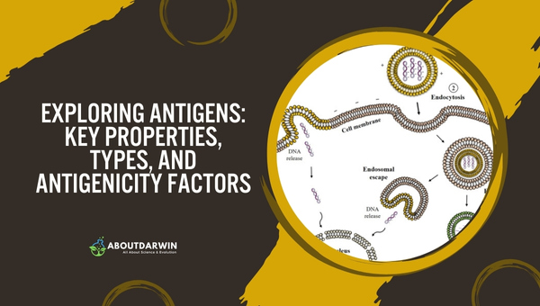 Antigens: Key Properties, Types, and Antigenicity Factors