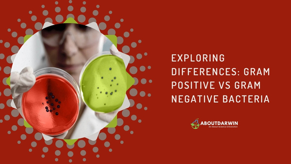 Gram Positive vs Gram Negative Bacteria