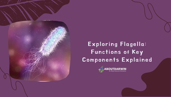 Exploring Flagella: Functions of Key Components Explained