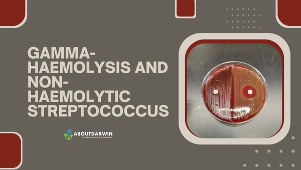 Haemolysis in Streptococci: Gamma-haemolysis and Non-Haemolytic Streptococcus