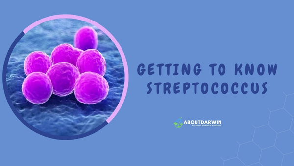 Getting to Know Streptococcus
