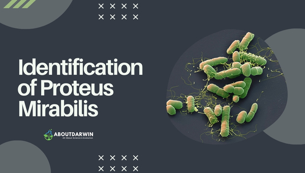 Identification of Proteus Mirabilis