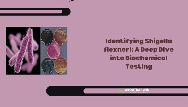 Identifying Shigella Flexneri: A Deep Dive into Biochemical Testing