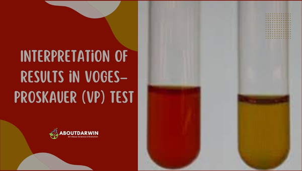 Interpretation of Results in Voges–Proskauer (VP) Test