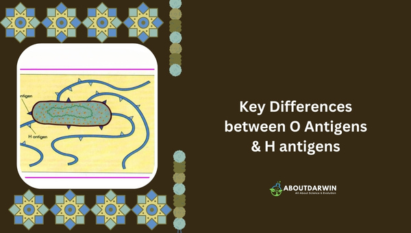 Key Differences between O Antigens and H Antigens