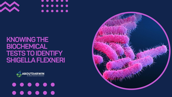 Knowing the Biochemical Tests to Identify Shigella flexneri