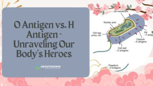 O Antigen and H Antigen - Unraveling Our Body's Heroes