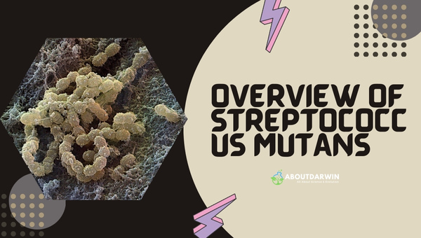 Overview of Streptococcus Mutans
