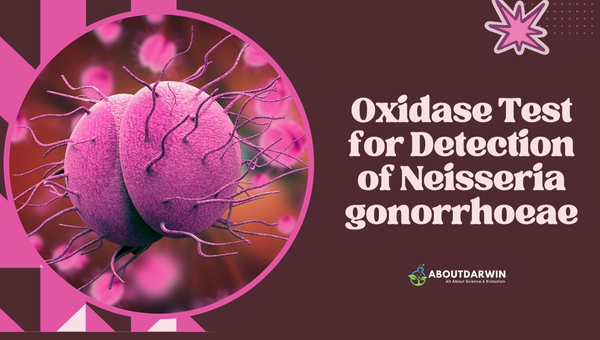 Oxidase Test for Detection of Neisseria Gonorrhoeae