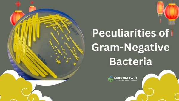 Peculiarities of Gram-Negative Bacteria -Gram Positive vs Gram Negative Bacteria