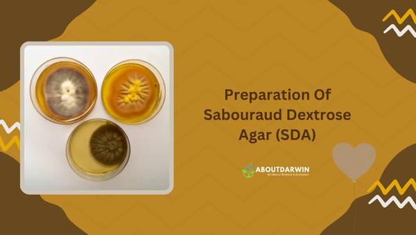 Preparation Of Sabouraud Dextrose Agar (SDA)