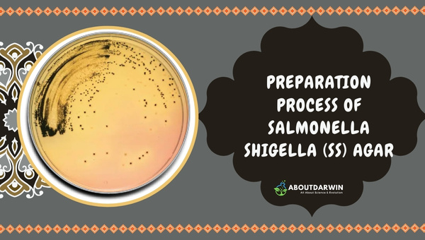 Preparation Process Of Salmonella Shigella (SS) Agar