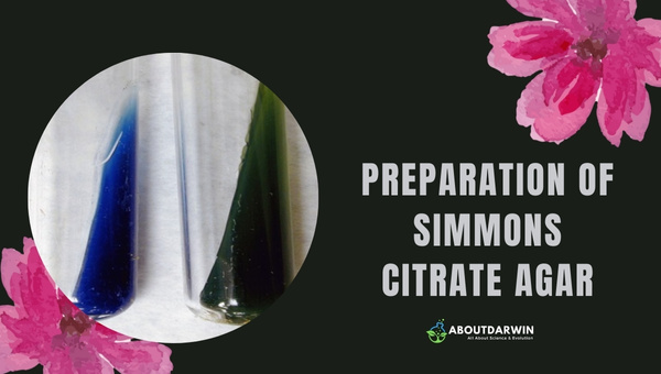 Preparation of Simmons Citrate Agar