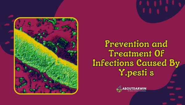Prevention and Treatments Of Infections Caused by Yersinia Pestei