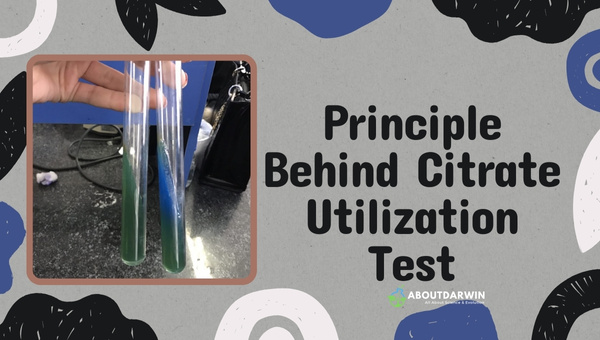 Principle Behind Citrate Utilization Test